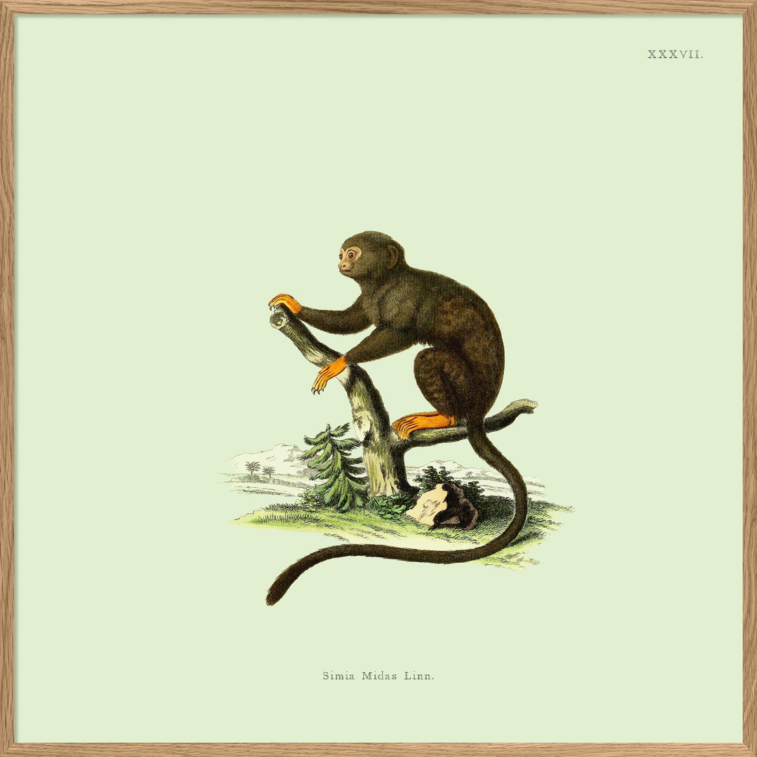 Poster + Kader Oak 15 x 15 cm Orange Monkey