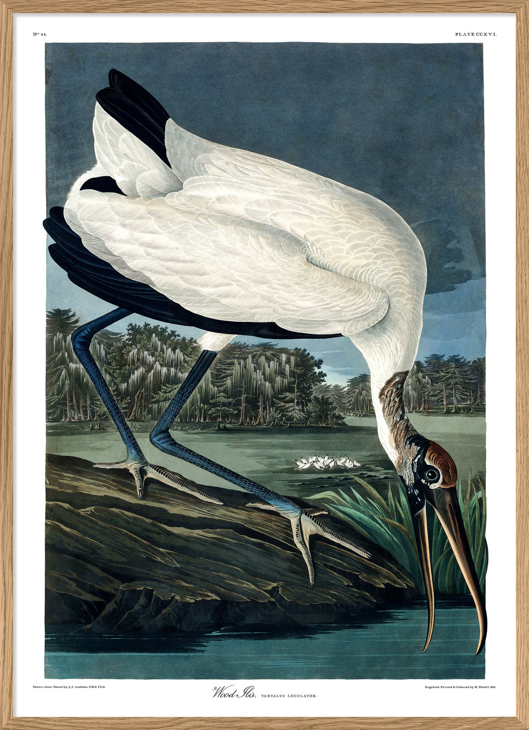 Poster + Kader Oak 30 x 40 cm Wood Ibis