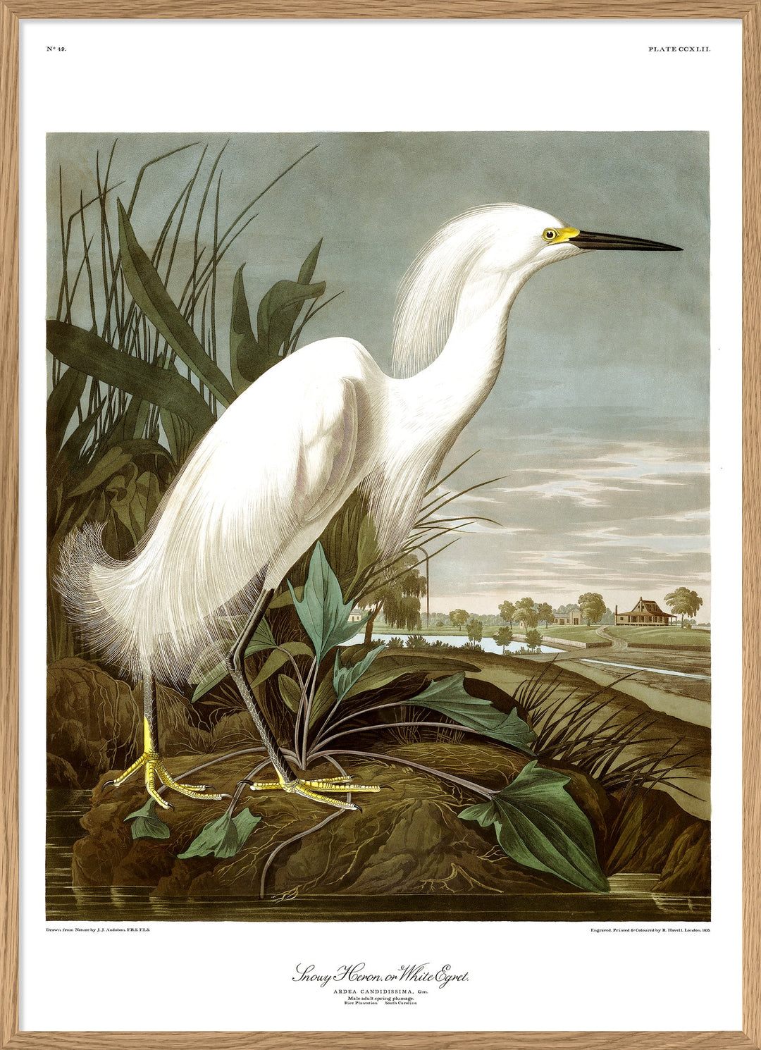 Poster + Kader Oak 30 x 40 cm Snowy Heron