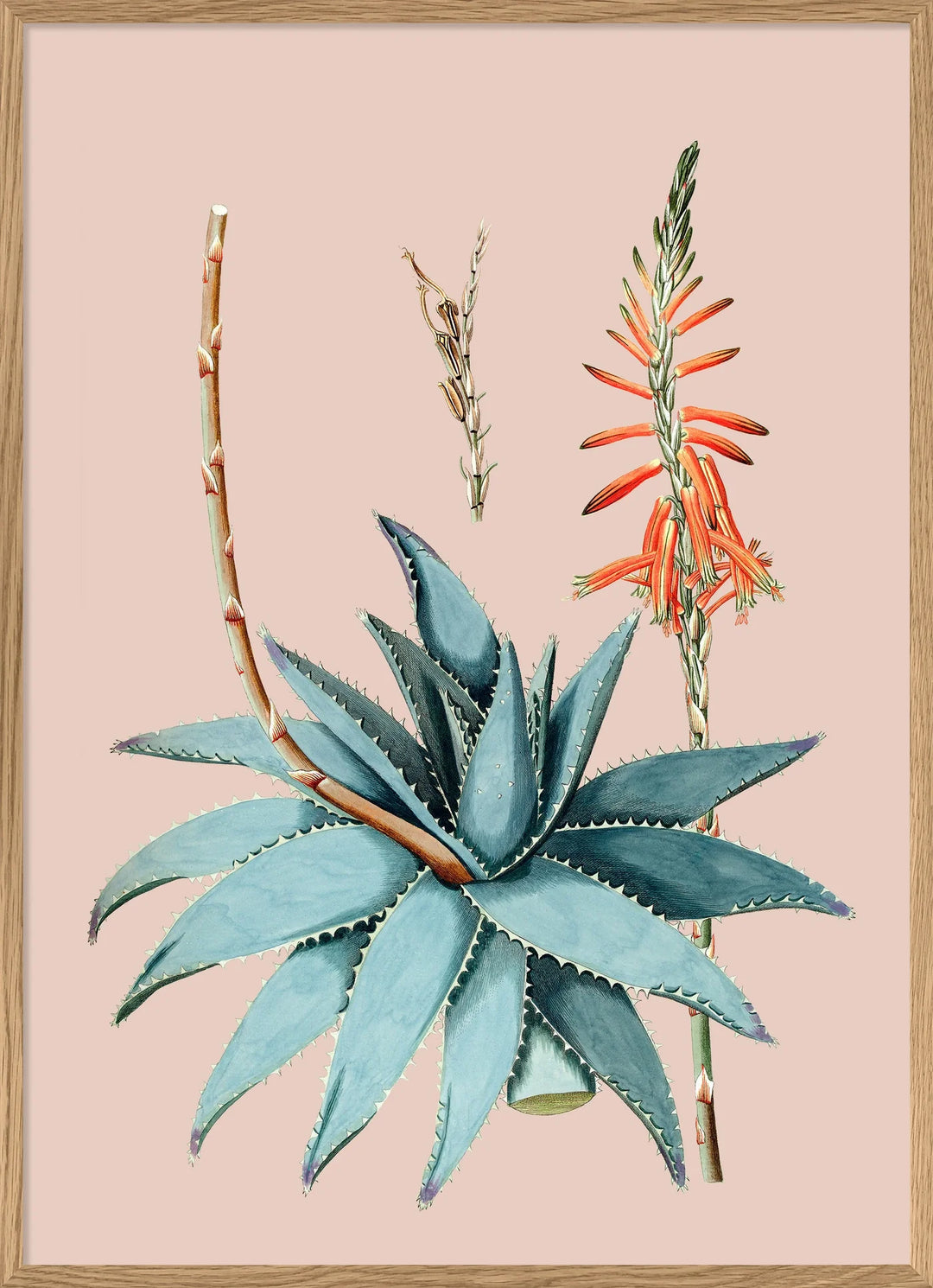 Poster + Kader Oak 30 x 40 cm Aloe Vera