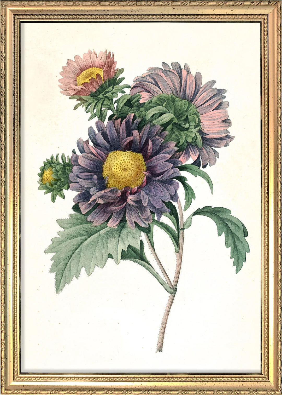 Poster + Kader Gold 15 x 21 cm Chinese Aster