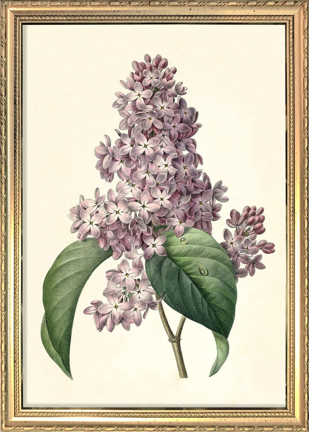 Poster + Kader Gold 15 x 21 cm Syringa Vulgaris Common Lilac