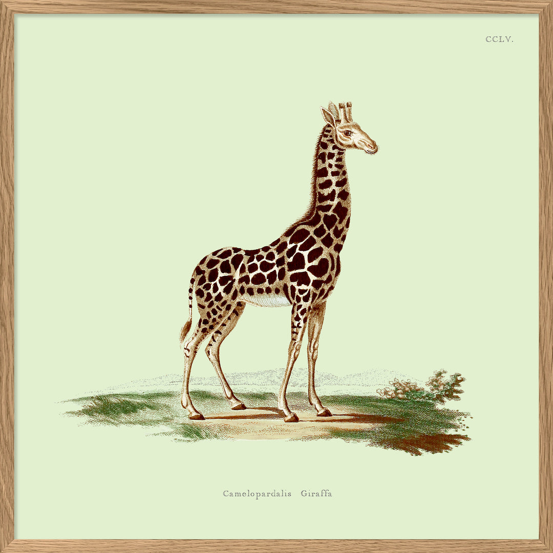 Poster + Kader Oak 30 x 30 cm Giraffe