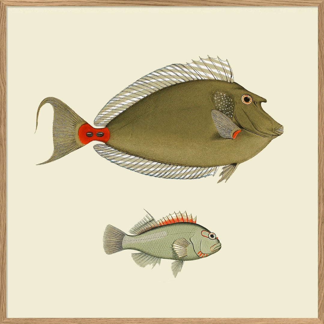Poster + Kader Oak 30 x 30 cm Two Green Fish