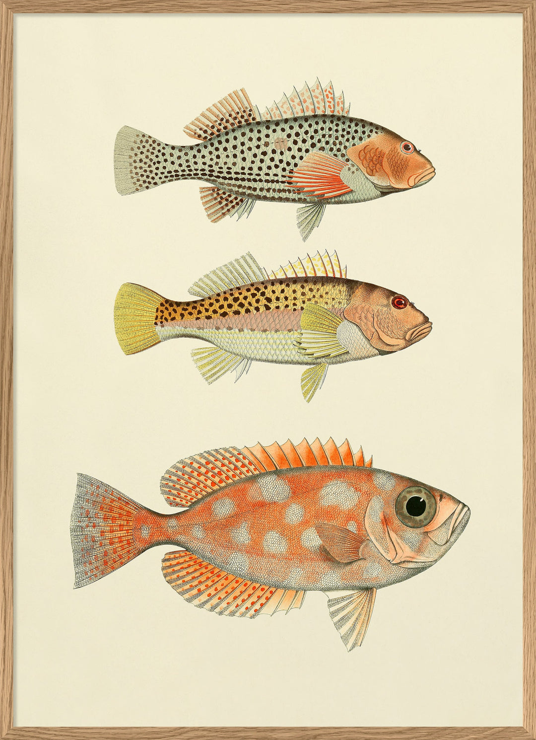 Poster + Kader Oak 30 x 40 cm Fishes