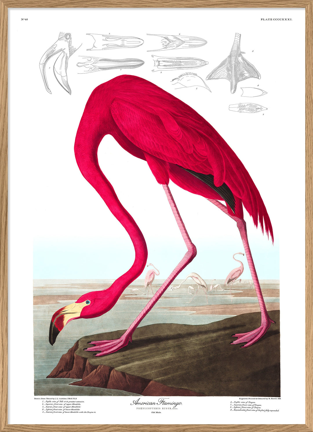Poster + Kader Oak 30 x 40 cm American Flamingo