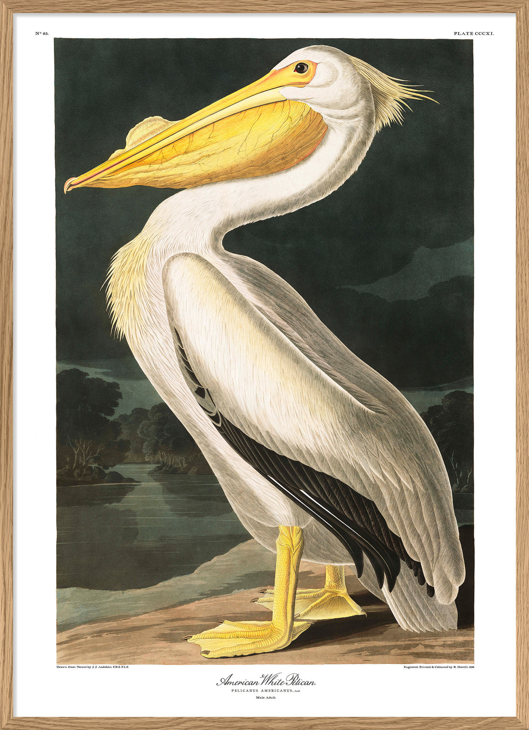 Poster + Kader Oak 30 x 40 cm American White Pelican