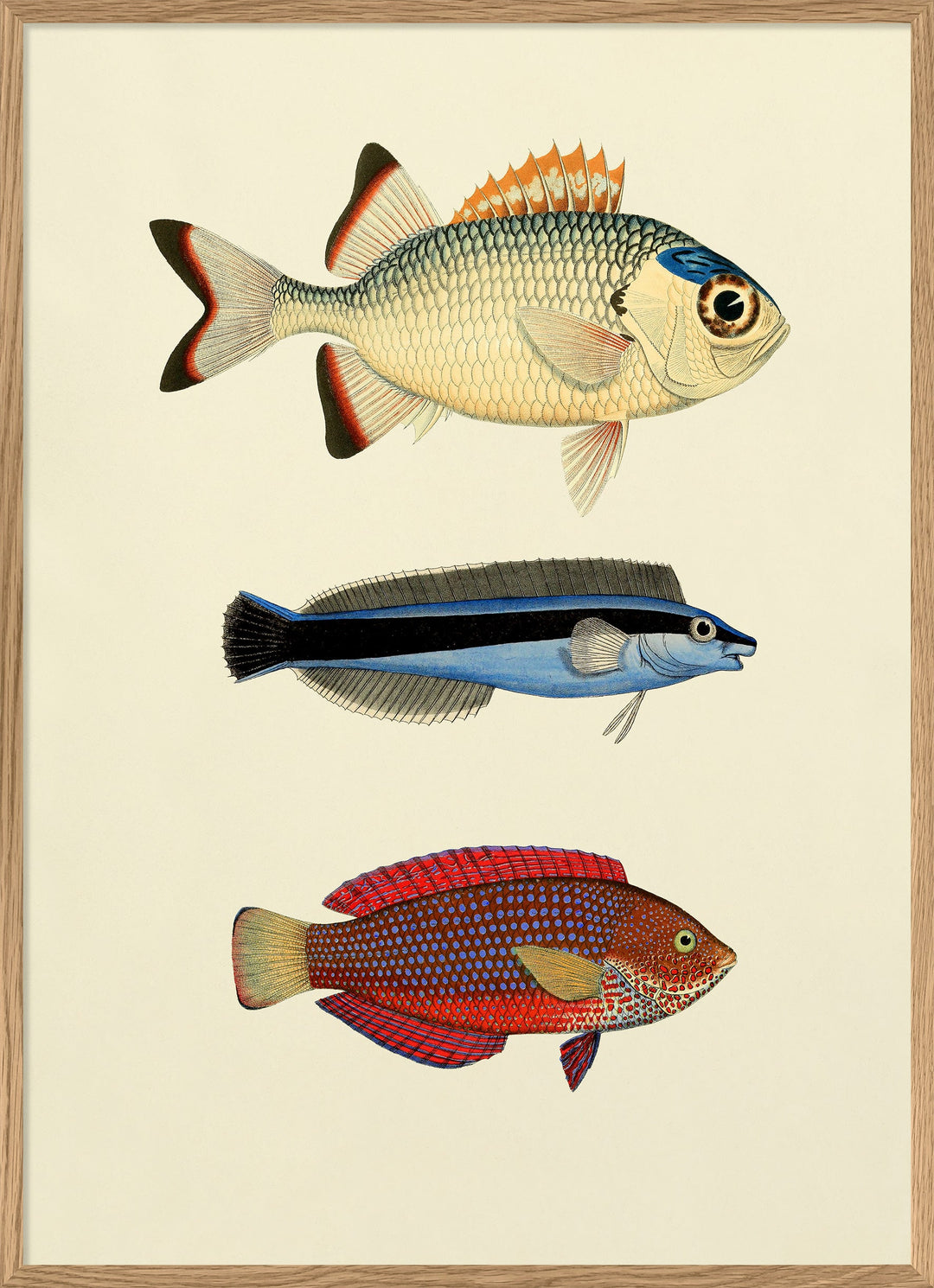 Poster + Kader Oak 50 x 70 cm The Fishes