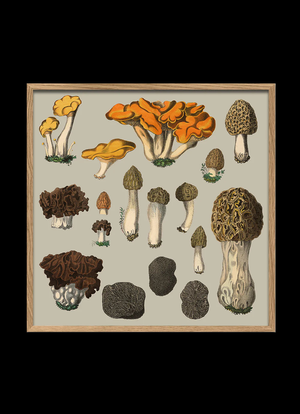 Poster + Kader Oak 30 x 30 cm Fungi