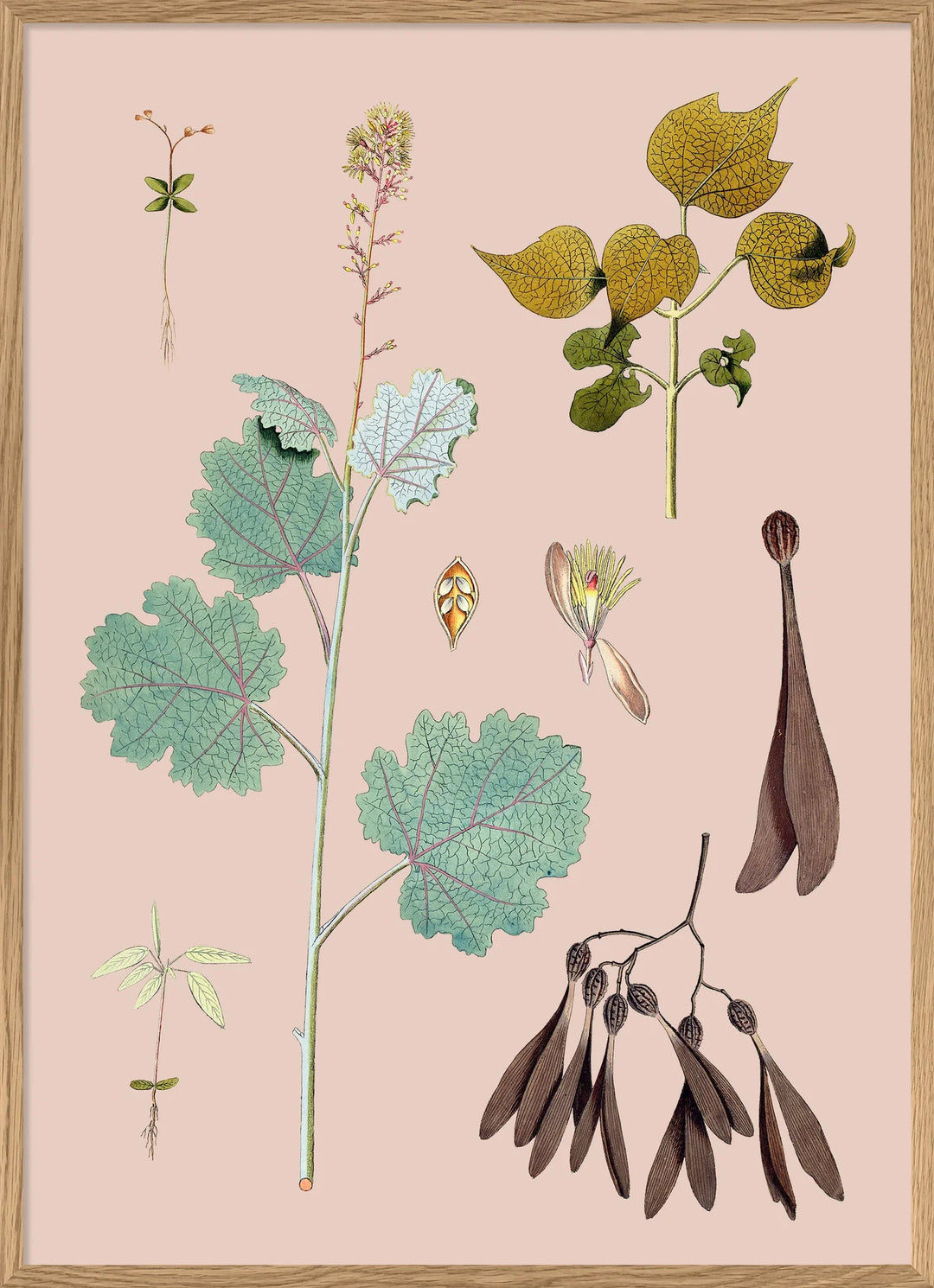 Poster + Kader Oak 50 x 70 cm Bocconia Cordata