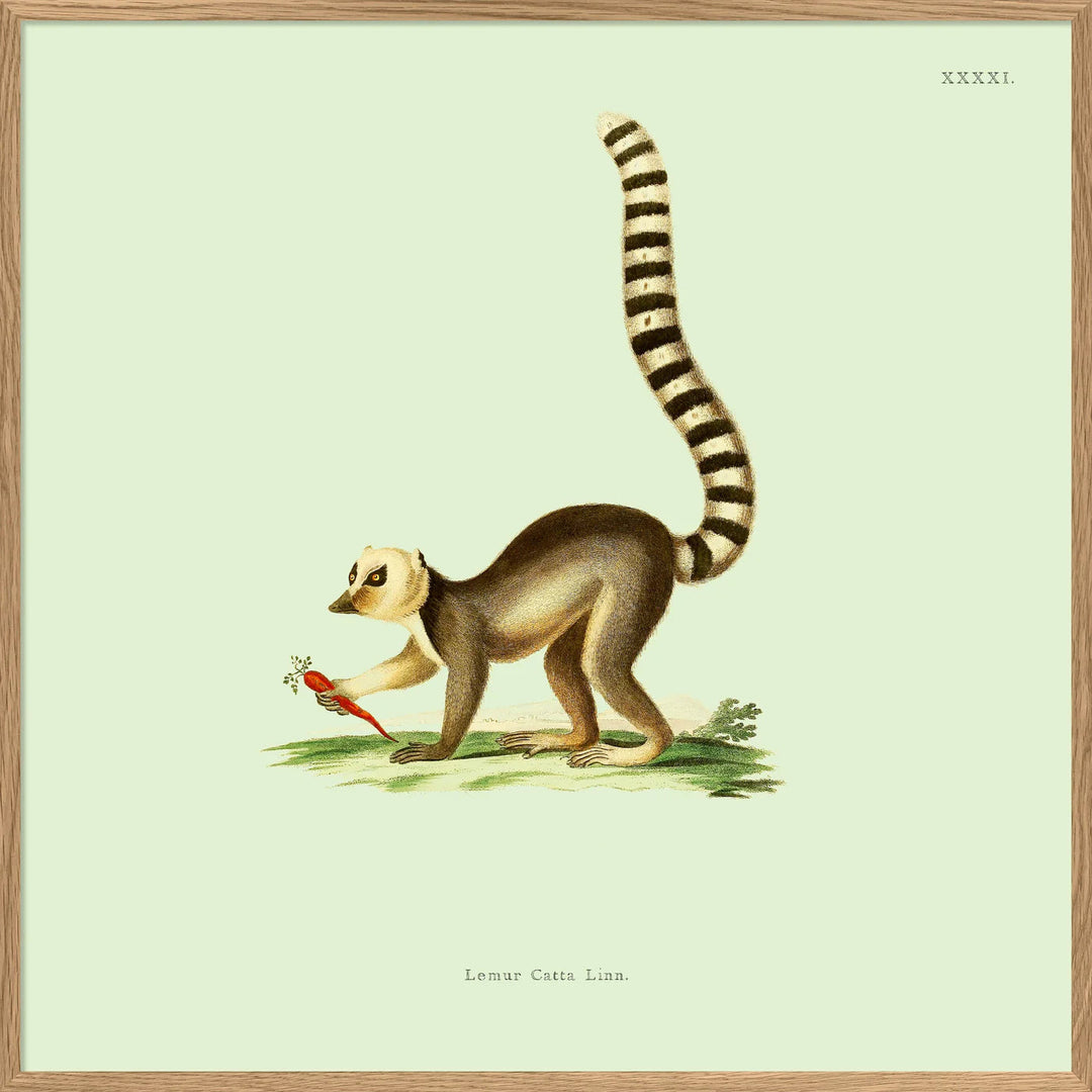 Poster + Kader Oak 30 x 30 cm Lemur