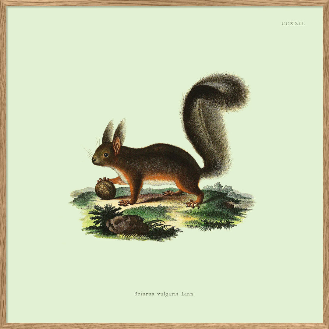 Poster + Kader Oak 30 x 30 cm Squirrel