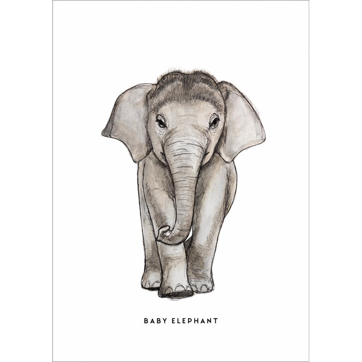 Poster A4 + Posterhangers Baby Olifant